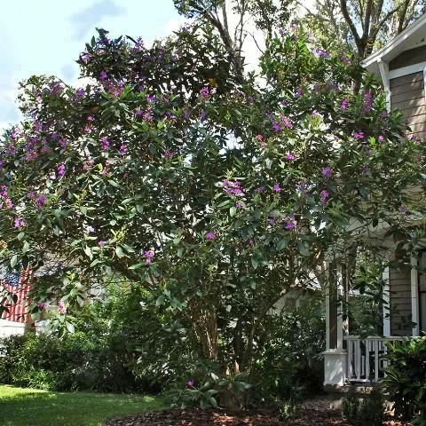 thumbnail for publication: Tibouchina urvilleana: Princess Flower